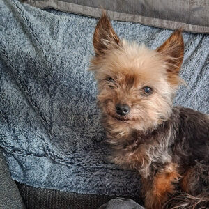 Luna (auf Pflegestelle)