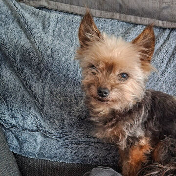 Luna (auf Pflegestelle)